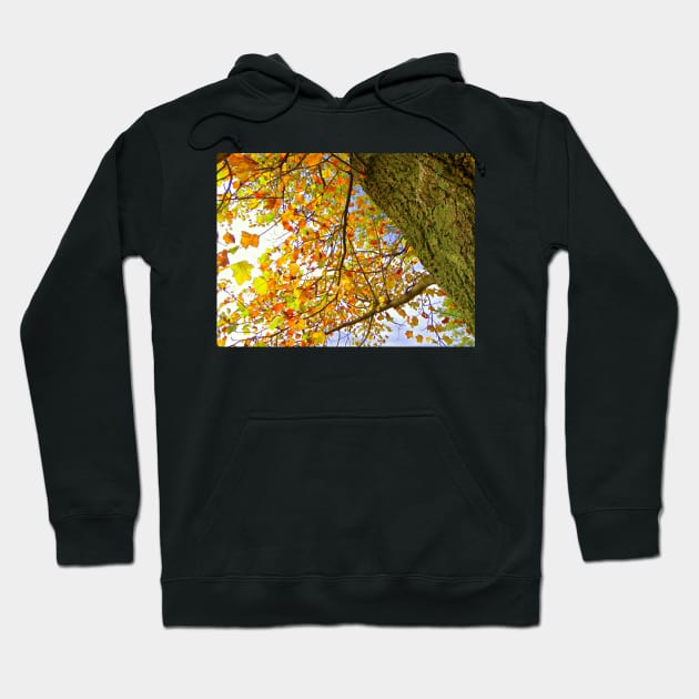 Colorful Fall Tree, Yellow, Gold, Rust Colored Leaves: Photograph Leaves Artful Autumn Hoodie by tamdevo1